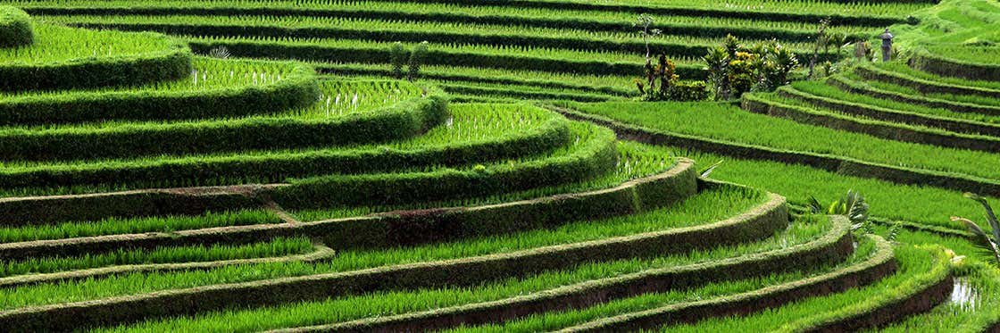 Arrozales de Bali